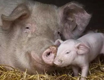 泔水不讓喂豬，舉報還有獎，拿什么拯救你？